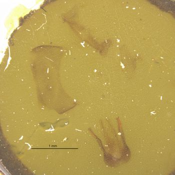 Media type: image;   Entomology 15709 Aspect: genitalia